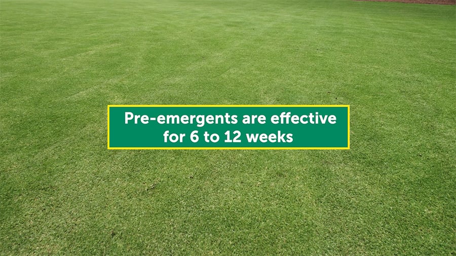 Control Weeds In Lawns With Pre Emergent Herbicide Super Sod Academy 0428